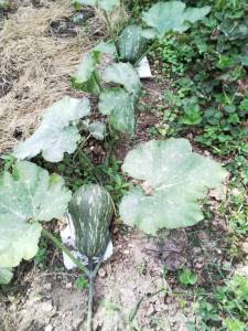 IMG_20250819_125420.jpg