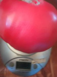 IMG_20250819_133314.thumb.jpg.921eaff730d01f0a9acadffa9d9c3a4b.jpg