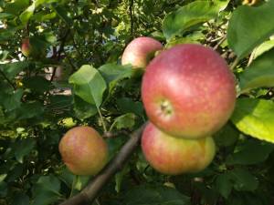 IMG_20250819_172432.thumb.jpg.bdb22b317f32f98cc05e3f3a14bdef52.jpg