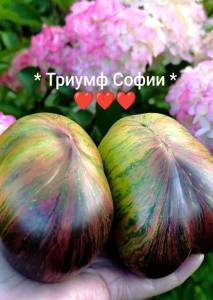 IMG_20250820_082806.thumb.jpg.3b4083ac2c30344399a74b6f149ad5c4.jpg