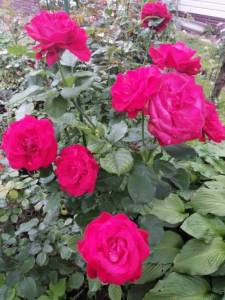 IMG_20250822_171619_BURST002.jpg