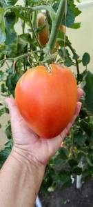 IMG_20250822_191014.thumb.jpg.b768180c9742b6647a31bf4dc4257d2b.jpg