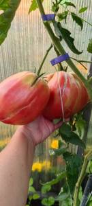 IMG_20250822_191111.thumb.jpg.4a7c519dedb26005a9ded1c94de8eb79.jpg