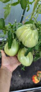 IMG_20250822_192716.thumb.jpg.aa4a449ff0496a0fc265873904dca47a.jpg