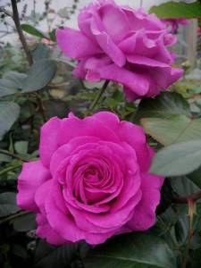 IMG_20250822_200505.jpg