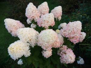 IMG_20250827_192710.thumb.jpg.6ecbf4c861b0b8828502ad64c604e6cd.jpg