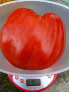 IMG_20250828_120543.thumb.jpg.b69dd592ceba8bd3e1344bb5aaeaeed2.jpg