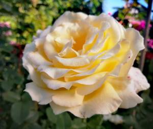 IMG_20250828_165736.jpg