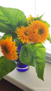 IMG_20250829_102434.thumb.jpg.fa6ab069007ab27c7c1db01cd66d469d.jpg