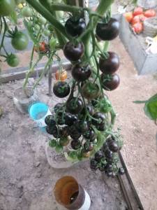 IMG_20250829_184314.thumb.jpg.6ca893ebbd31defef9161e2e5d71bb5c.jpg