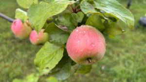 IMG_2620.jpeg