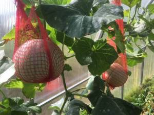 IMG_3608.thumb.JPG.4d8a9d4239fb6c43fc604ac8f885ba77.JPG