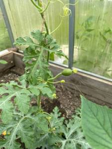 IMG_3701.thumb.jpeg.51ef42bbc71f9f64e399ba5f3731e6ce.jpeg