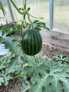 IMG_3773.thumb.jpeg.c3000e24906d1ca6485e987f1f612973.jpeg