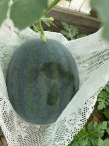 IMG_3922.thumb.jpeg.53b8d8b71150bc65753d6cbd7f875882.jpeg