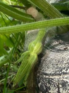 IMG_4022.jpeg