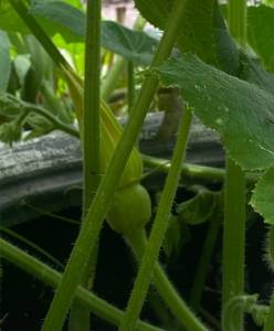 IMG_4023.jpeg