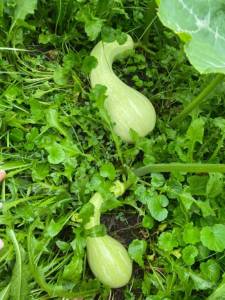 IMG_4028.jpeg