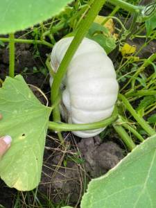 IMG_4037.jpeg