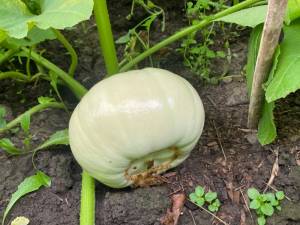 IMG_4039.jpeg