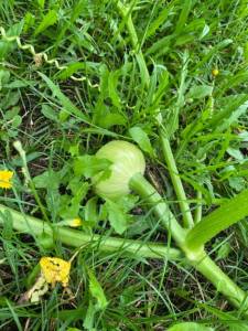 IMG_4040.jpeg