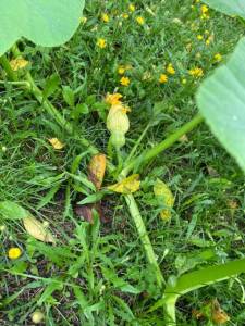 IMG_4041.jpeg