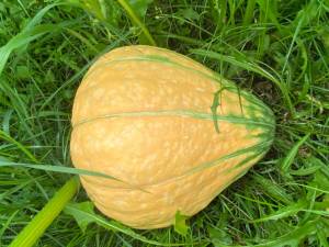 IMG_4054.jpeg