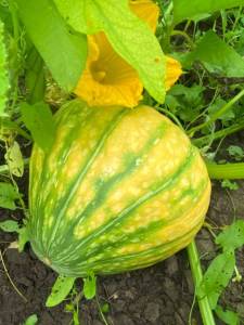 IMG_4063.jpeg