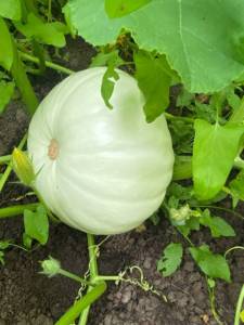 IMG_4065.jpeg