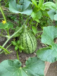 IMG_4087.jpeg