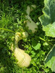 IMG_4320.jpeg