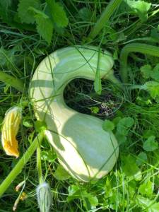 IMG_4322.jpeg