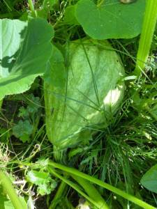 IMG_4332.thumb.jpeg.0679a1a29743a27f61d122310f131aef.jpeg