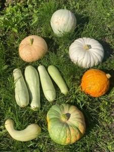 IMG_4333.jpeg