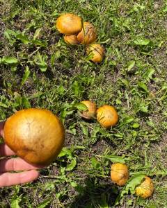IMG_4337.jpeg