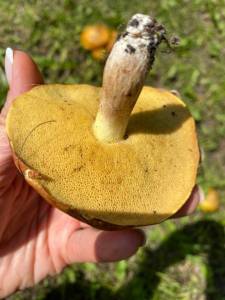 IMG_4338.jpeg