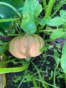 IMG_4340.thumb.jpeg.b13a07620702dd9da383b06977105615.jpeg