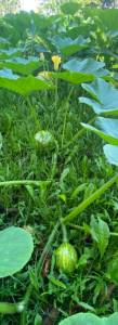 IMG_4429.thumb.jpeg.5f0ef531b9f34d4dd1dad84fddd720e4.jpeg