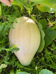 IMG_4435.thumb.jpeg.7deac0b5a19d1b3f61e528e2bfc8ddb6.jpeg