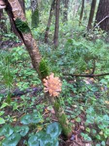 IMG_4596.jpeg