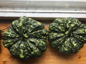 IMG_5276.jpeg