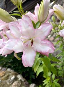 IMG_6023.jpeg