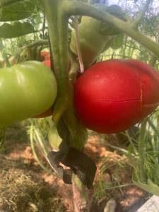 IMG_6162.jpeg