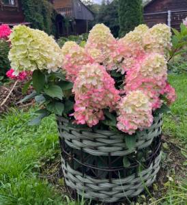IMG_6362.jpeg