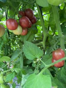 IMG_6366.jpeg