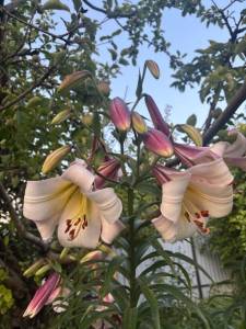 IMG_7144.jpeg