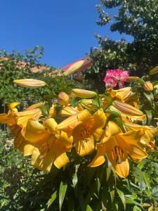 IMG_7192.jpeg
