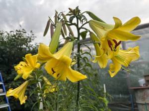 IMG_7375.jpeg