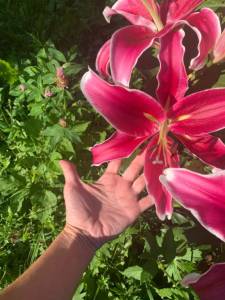 IMG_9177.jpeg