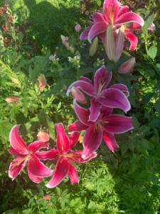 IMG_9178.jpeg